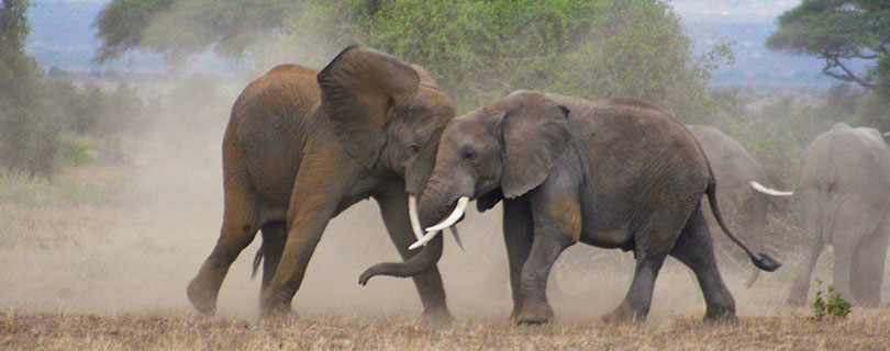 Pacote-de-Viagem-para-África-Kenya-e-Tanzânia-Elefantes-01.jpg